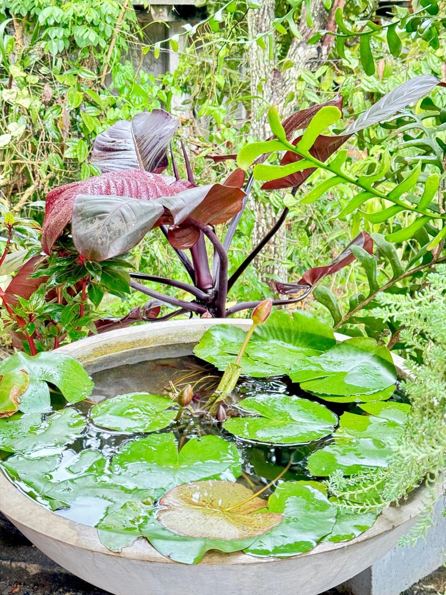 Will Guest Homestay Ella Ngoại thất bức ảnh